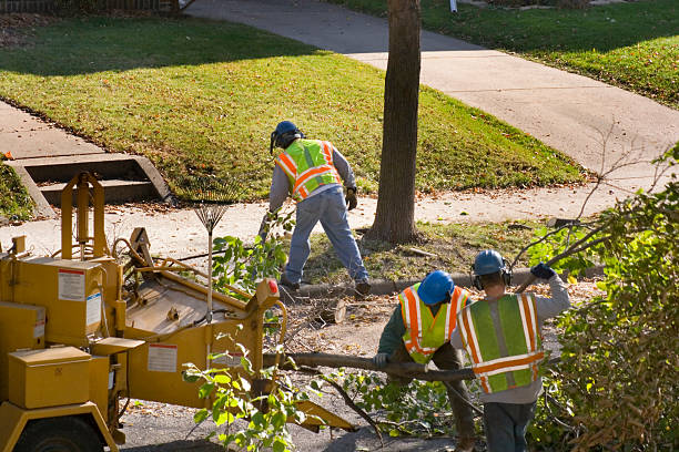 Best Residential Tree Removal  in USA